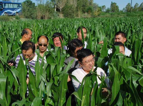 相互交流取长补短 共同学习稳步提高---敦煌种业组织中高层管理人员赴种子企业交流观摩