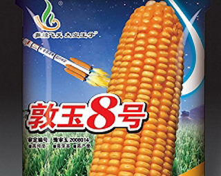 敦玉8号