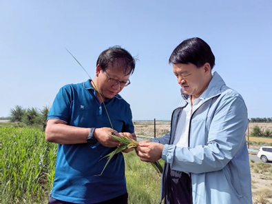 刘兴斌一行到公司肃州区各制种基地调研制种玉米生产等情况
