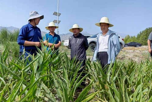 刘兴斌一行到公司肃州区各制种基地调研制种玉米生产等情况