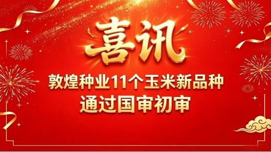 喜讯！敦煌种业11个玉米品种通过国家初审